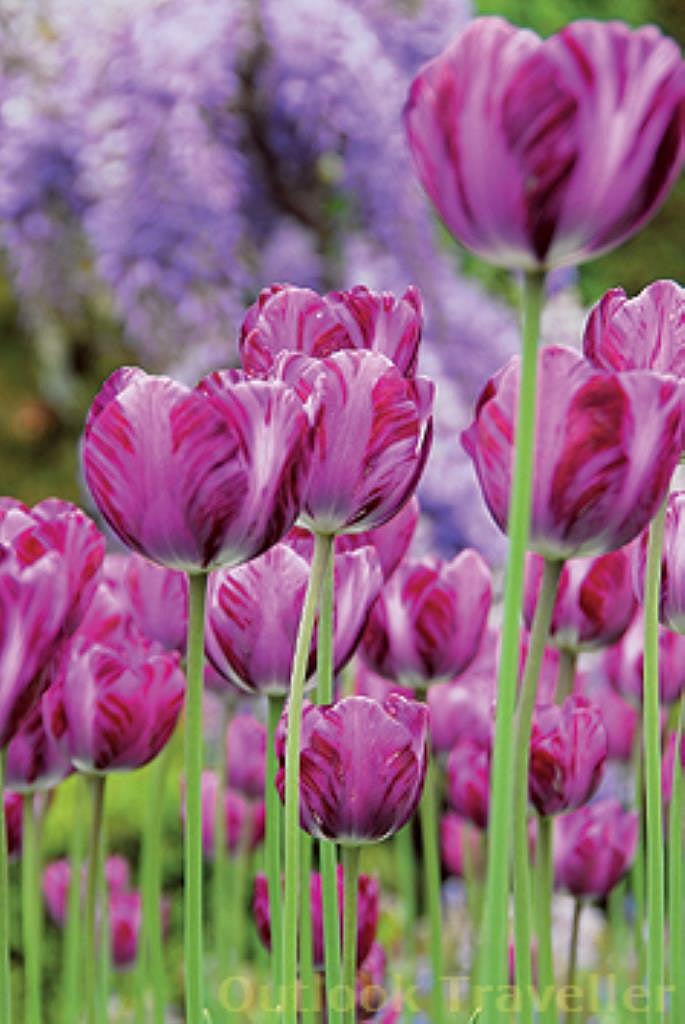 The famous tulips in Netherlands