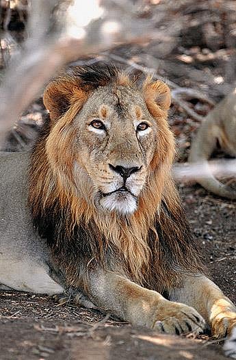 A royal resident of the Gir National Park