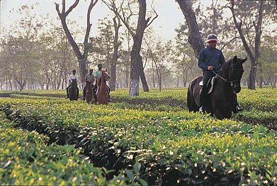 Riding through the tea gardens near the Mancotta Chang planters bungalow