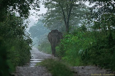 An elephant ventures onto a jungle track