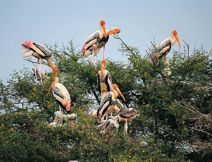 Painted storks and their chicks