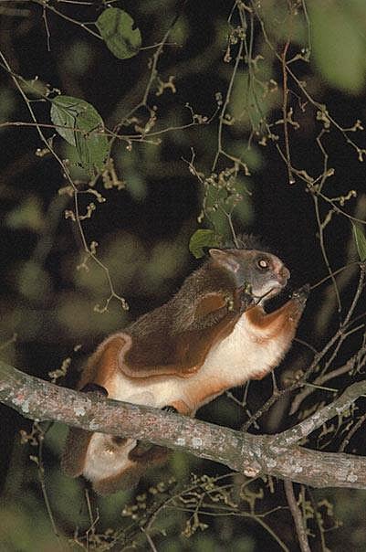 Namdapha Flying Squirrel