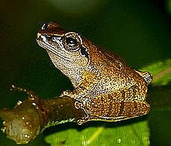 Bush frog at Mhadei Wildlife Sanctuary