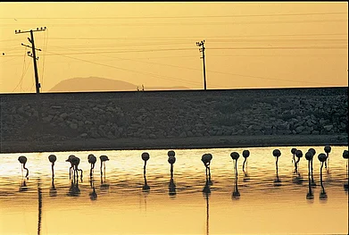 Lesser flamingos at twilight