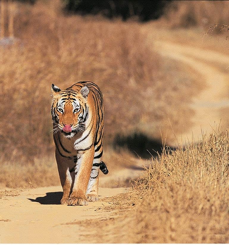 The Parks star attraction