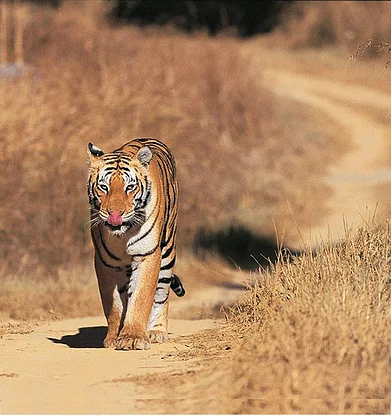 The Parks star attraction