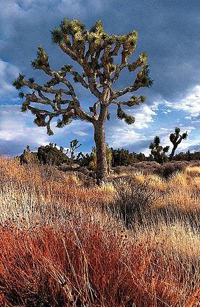 Joshua Tree - national monument since 1936 and a national park since 1994