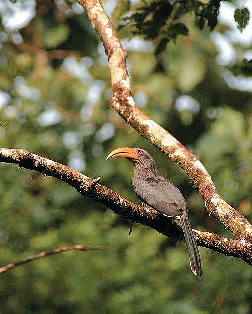 A Malabar grey hornbil