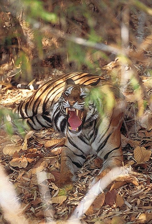 The tiger in his lair