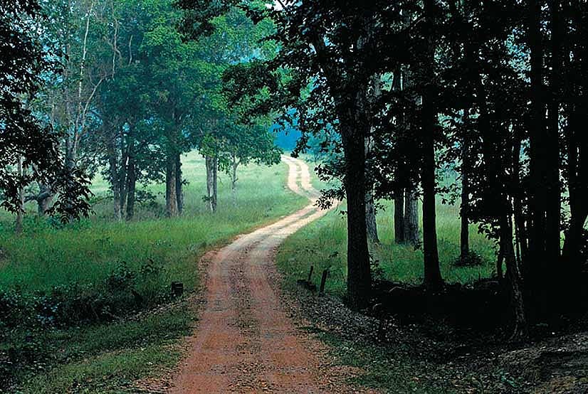 A path through the beautiful Kanha forest.