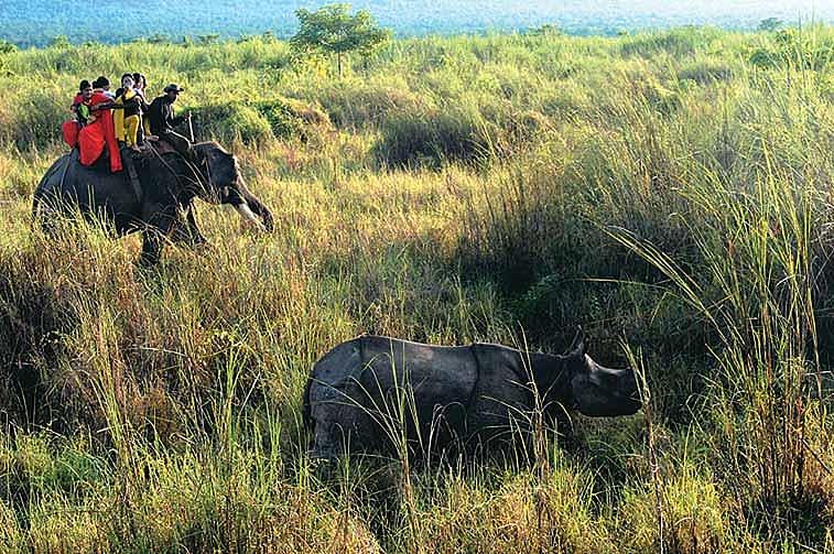 A rhino reveals itself in the tall grass of the Terai