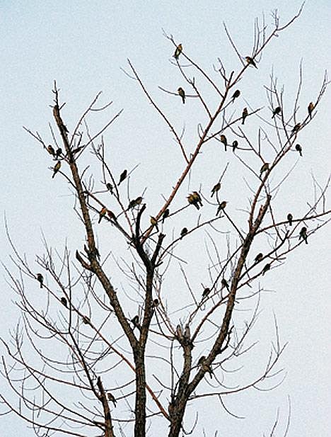 Birds perched on a barren tree