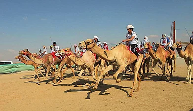 Camel-racing in Abu Dhabi