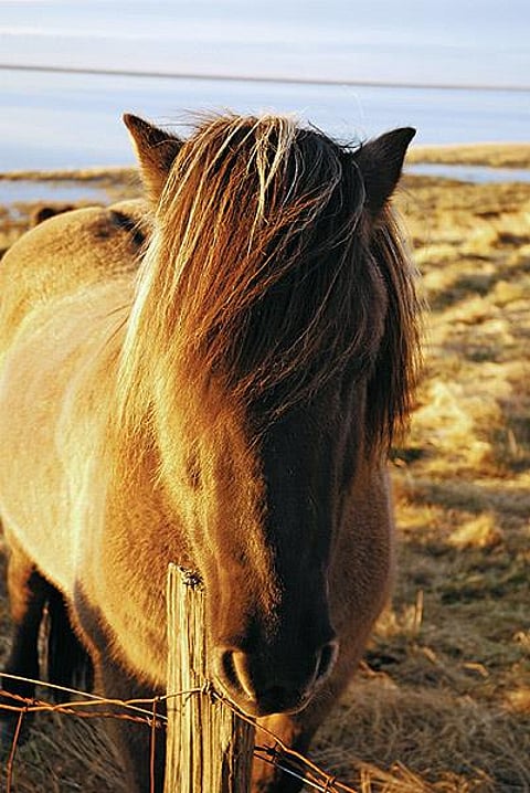 The Icelandic horse, known locally as íslenski hesturinn, is a unique breed from Iceland. Despite their smaller size, they're classified as horses. Thriving in Iceland's environment, strict laws prevent imports and limit exported animals from returning. Known for their versatility, these horses display distinctive gaits like the tölt and flying pace alongside standard ones.