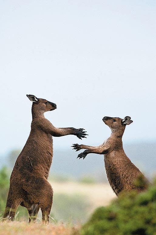 Hoppy residents of Kangaroo Island