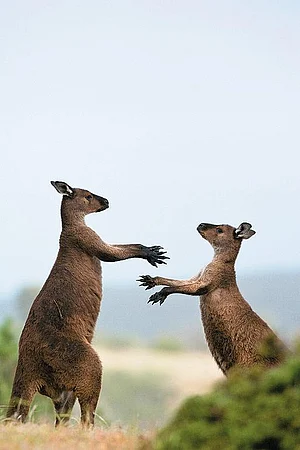 Hoppy residents of Kangaroo Island