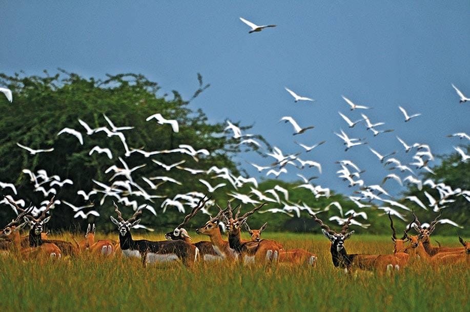 Egrets soar over a herd of blackbucks