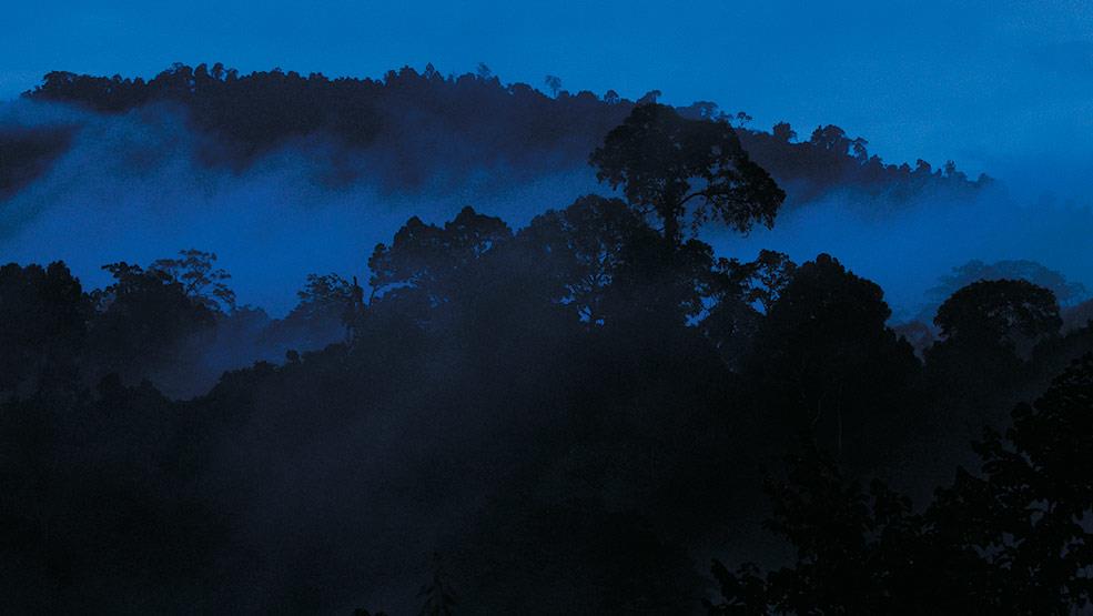 Danum Valley extends a rainy and misty welcome