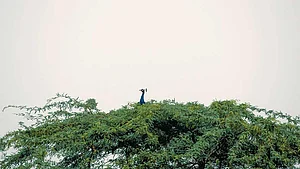 A peacock at Asola Sanctuary