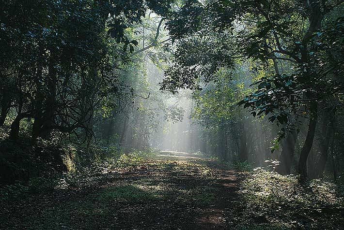 Cotigao forest bathed in sunlight