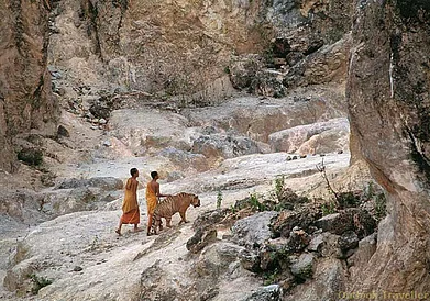 Monks with a tiger on leash in the canyon