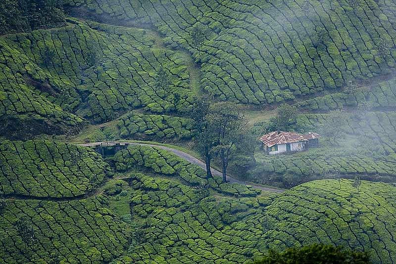Lush green forests after a rain shower in Munnar