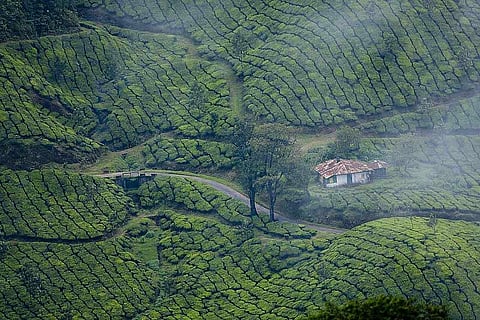 Munnar is blessed with lush green hills in March.
