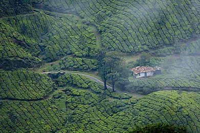 Lush green forests after a rain shower in Munnar