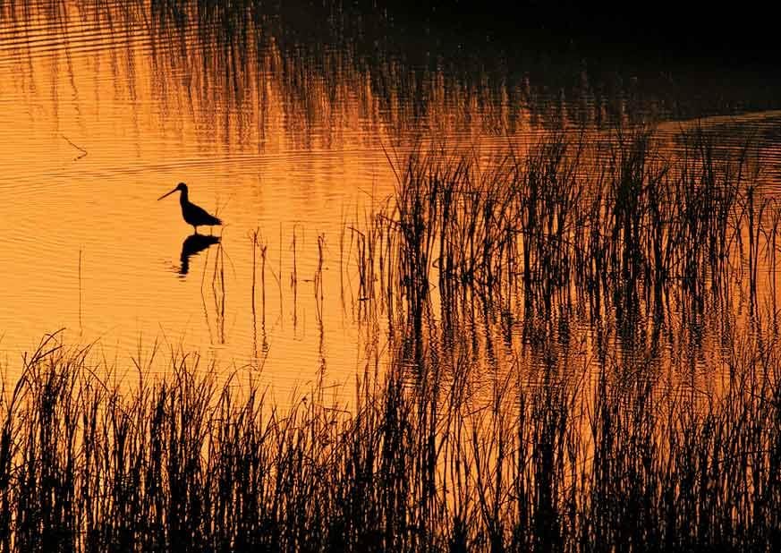 A godwit in the waters at dawn