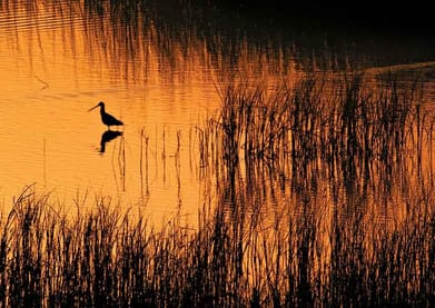 A godwit in the waters at dawn