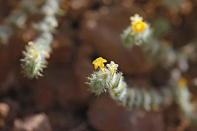 Ram bui (Arnebia hispidissima) at the Rao Jodha Desert Park