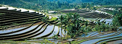 Terraced rice fields in Bali