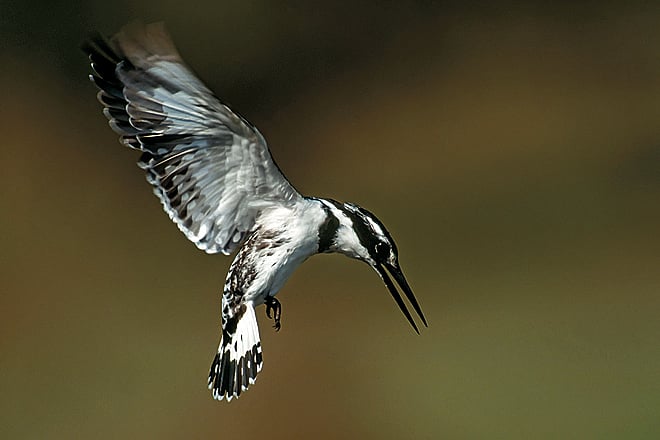 Uttarakhand A wildlife viewing trip with experts