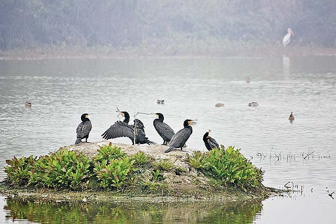 Uttar Pradesh Lakh Bahosi Wildlife Sanctuary