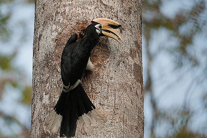 Pakke Paga festival in Arunachal Pradesh