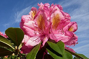 Dentam Rhododendron Festival in Sikkim