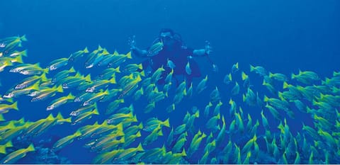 Welcome schools of fishes under the depths