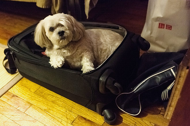 Travelling with pets just got easier