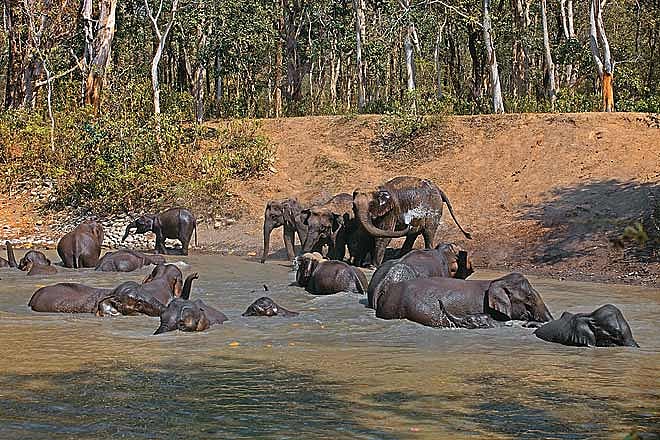 Quick Guide Rajaji National Park, Uttarakhand