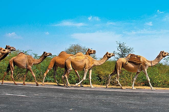 Rajasthan Rediscovering royal heritage