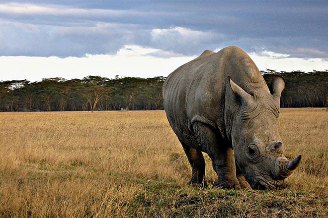 Kenya to issue e-visas