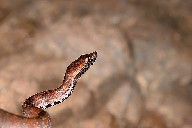 Snakes and adders wildlife in Goa