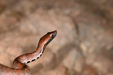 Snakes and adders wildlife in Goa