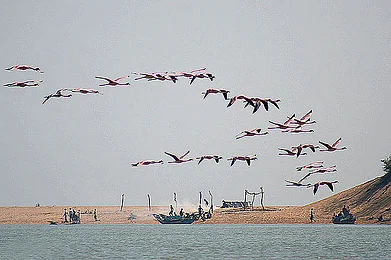 Flamingos are an attraction in Chilika Lake