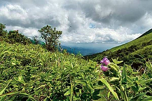 Raji Sunderkrishnan : Kurinjis bloom in Thadiyandamol