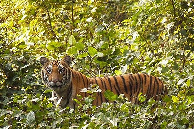 12 easily accessible nature reserves of Uttar Pradesh
