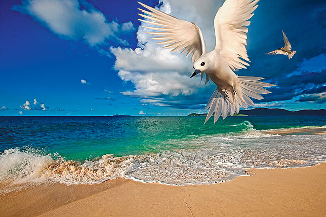 Seychelles The archipelagos endangered and endemic birds