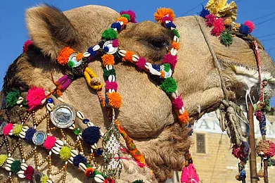 Marwar Festival, Rajasthan