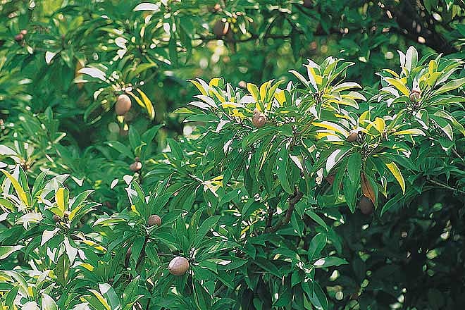 Chikoos growing in a plantation at Bordi