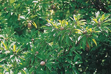 Chikoos growing in a plantation at Bordi